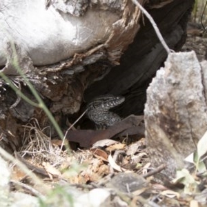 Varanus rosenbergi at Michelago, NSW - 5 Dec 2020