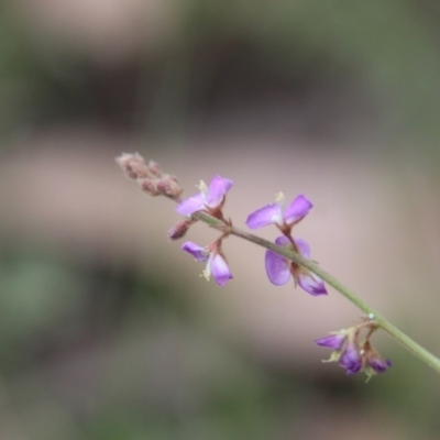 Desmodium rhytidophyllum at Broulee, NSW - 4 Dec 2020 by LisaH