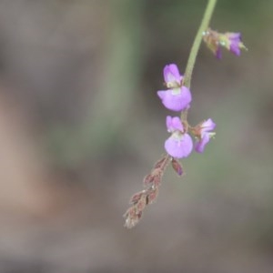 Desmodium rhytidophyllum at Broulee, NSW - 4 Dec 2020
