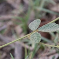 Desmodium rhytidophyllum at Broulee, NSW - suppressed