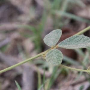 Desmodium rhytidophyllum at Broulee, NSW - 4 Dec 2020