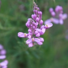 Comesperma ericinum (Heath Milkwort) at Broulee, NSW - 4 Dec 2020 by LisaH