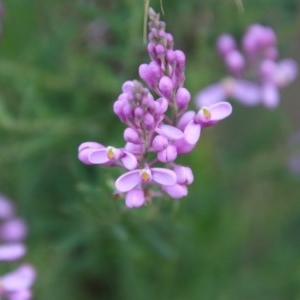 Comesperma ericinum at Broulee, NSW - 4 Dec 2020