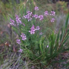 Comesperma ericinum at Broulee, NSW - 4 Dec 2020