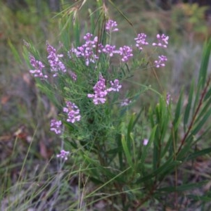 Comesperma ericinum at Broulee, NSW - 4 Dec 2020