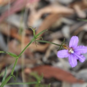 Scaevola ramosissima at Moruya, NSW - 4 Dec 2020 05:58 PM