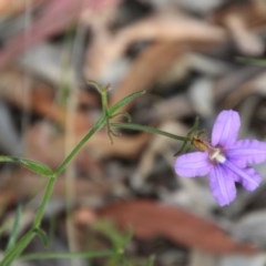 Scaevola ramosissima (Hairy Fan-flower) at Moruya, NSW - 4 Dec 2020 by LisaH