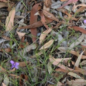 Scaevola ramosissima at Moruya, NSW - 4 Dec 2020