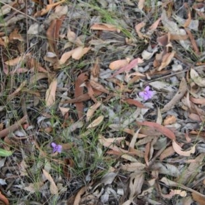 Scaevola ramosissima at Moruya, NSW - 4 Dec 2020