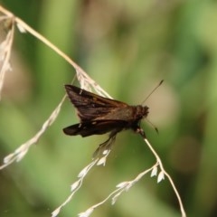 Dispar compacta (Barred Skipper) at Moruya, NSW - 5 Dec 2020 by LisaH