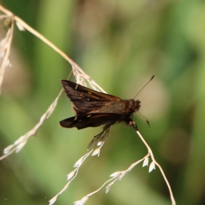 Dispar compacta (Barred Skipper) at Moruya, NSW - 6 Dec 2020 by LisaH