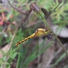 Diplacodes melanopsis (Black-faced Percher) at Moruya, NSW - 4 Dec 2020 by LisaH