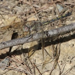 Orthetrum caledonicum (Blue Skimmer) at Moruya, NSW - 7 Dec 2020 by LisaH
