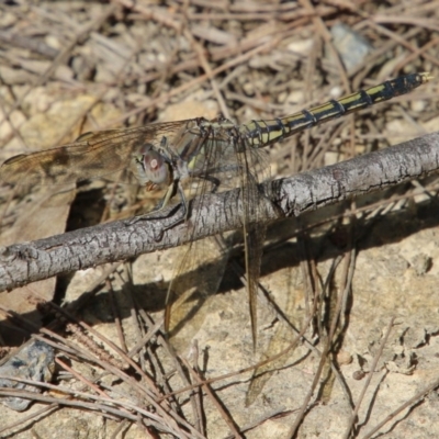 Orthetrum caledonicum (Blue Skimmer) at Moruya, NSW - 7 Dec 2020 by LisaH