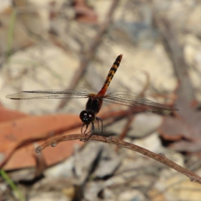 Diplacodes melanopsis (Black-faced Percher) at Moruya, NSW - 7 Dec 2020 by LisaH