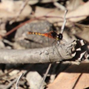 Diplacodes melanopsis at Moruya, NSW - 7 Dec 2020 08:47 AM