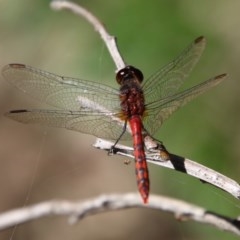 Diplacodes melanopsis (Black-faced Percher) at Moruya, NSW - 6 Dec 2020 by LisaH