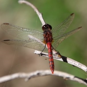 Diplacodes melanopsis at Moruya, NSW - suppressed