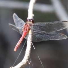 Diplacodes melanopsis at Moruya, NSW - suppressed