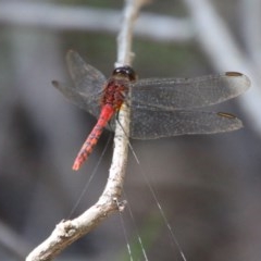 Diplacodes melanopsis at Moruya, NSW - suppressed