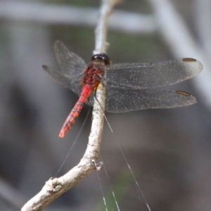 Diplacodes melanopsis at Moruya, NSW - suppressed