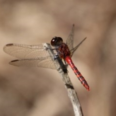 Diplacodes melanopsis at Moruya, NSW - suppressed