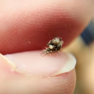 Chrysopidae (family) at Acton, ACT - 3 Dec 2020