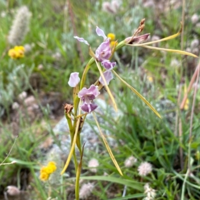 Diuris dendrobioides (Late Mauve Doubletail) at Melrose - 7 Dec 2020 by Shazw
