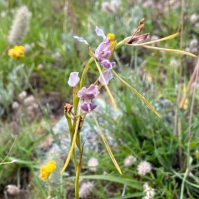 Diuris dendrobioides (Late Mauve Doubletail) at Theodore, ACT - 7 Dec 2020 by Shazw