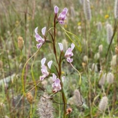 Diuris dendrobioides at suppressed - suppressed