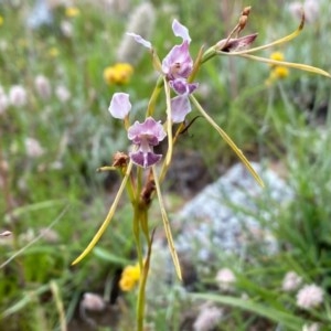 Diuris dendrobioides at suppressed - suppressed