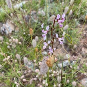 Diuris dendrobioides at suppressed - suppressed