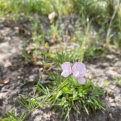 Lotus australis (Austral Trefoil) at Melrose - 7 Dec 2020 by Shazw