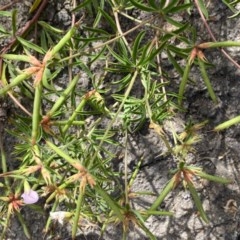 Lotus australis at Theodore, ACT - 7 Dec 2020 11:13 AM