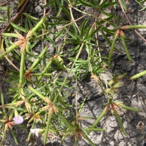 Lotus australis at Theodore, ACT - 7 Dec 2020 11:13 AM
