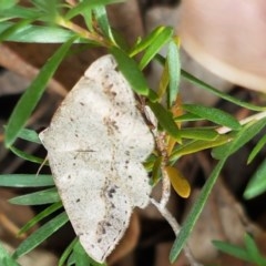 Taxeotis intextata (Looper Moth, Grey Taxeotis) at Lyneham, ACT - 7 Dec 2020 by trevorpreston