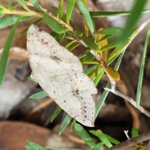 Taxeotis intextata at Lyneham, ACT - 7 Dec 2020