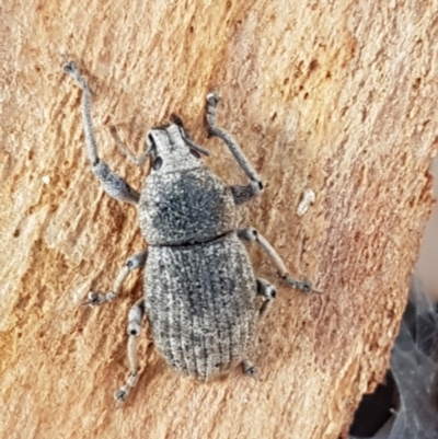 Polyphrades paganus (A weevil) at O'Connor, ACT - 7 Dec 2020 by tpreston
