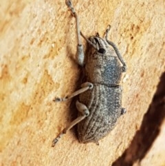 Polyphrades paganus at O'Connor, ACT - 7 Dec 2020