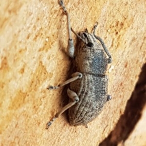 Polyphrades paganus at O'Connor, ACT - 7 Dec 2020 11:32 AM