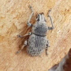 Polyphrades paganus at O'Connor, ACT - 7 Dec 2020 11:32 AM