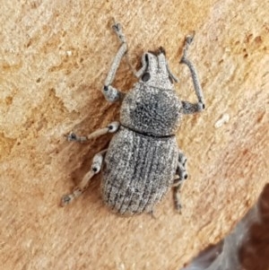 Polyphrades paganus at O'Connor, ACT - 7 Dec 2020 11:32 AM