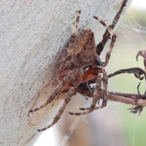 Socca pustulosa at O'Connor, ACT - 7 Dec 2020