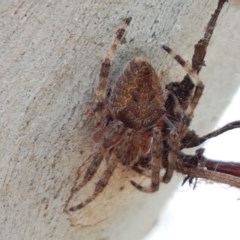 Socca pustulosa at O'Connor, ACT - 7 Dec 2020