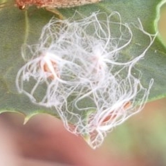 Unidentified Psyllid, lerp, aphid or whitefly (Hemiptera, several families) at Goulburn, NSW - 5 Dec 2020 by tpreston