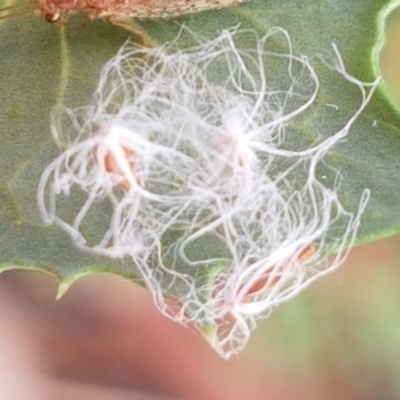 Glycaspis sp. (genus) at Goulburn, NSW - 5 Dec 2020 by trevorpreston