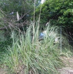 Cortaderia selloana (Pampas Grass) at Narrabundah, ACT - 6 Dec 2020 by dwise