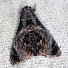 Salma pyrastis (A Pyralid moth (Epipaschiinae) at O'Connor, ACT - 6 Dec 2020 by ibaird