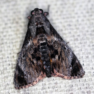 Salma pyrastis (A Pyralid moth (Epipaschiinae) at O'Connor, ACT - 6 Dec 2020 by ibaird