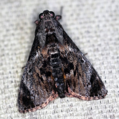 Salma pyrastis (A Pyralid moth (Epipaschiinae subfam.)) at O'Connor, ACT - 6 Dec 2020 by ibaird